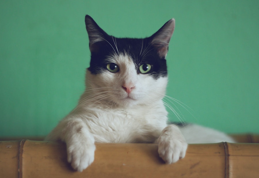 Best Cat Puzzle Feeder for Bored Indoor Cats