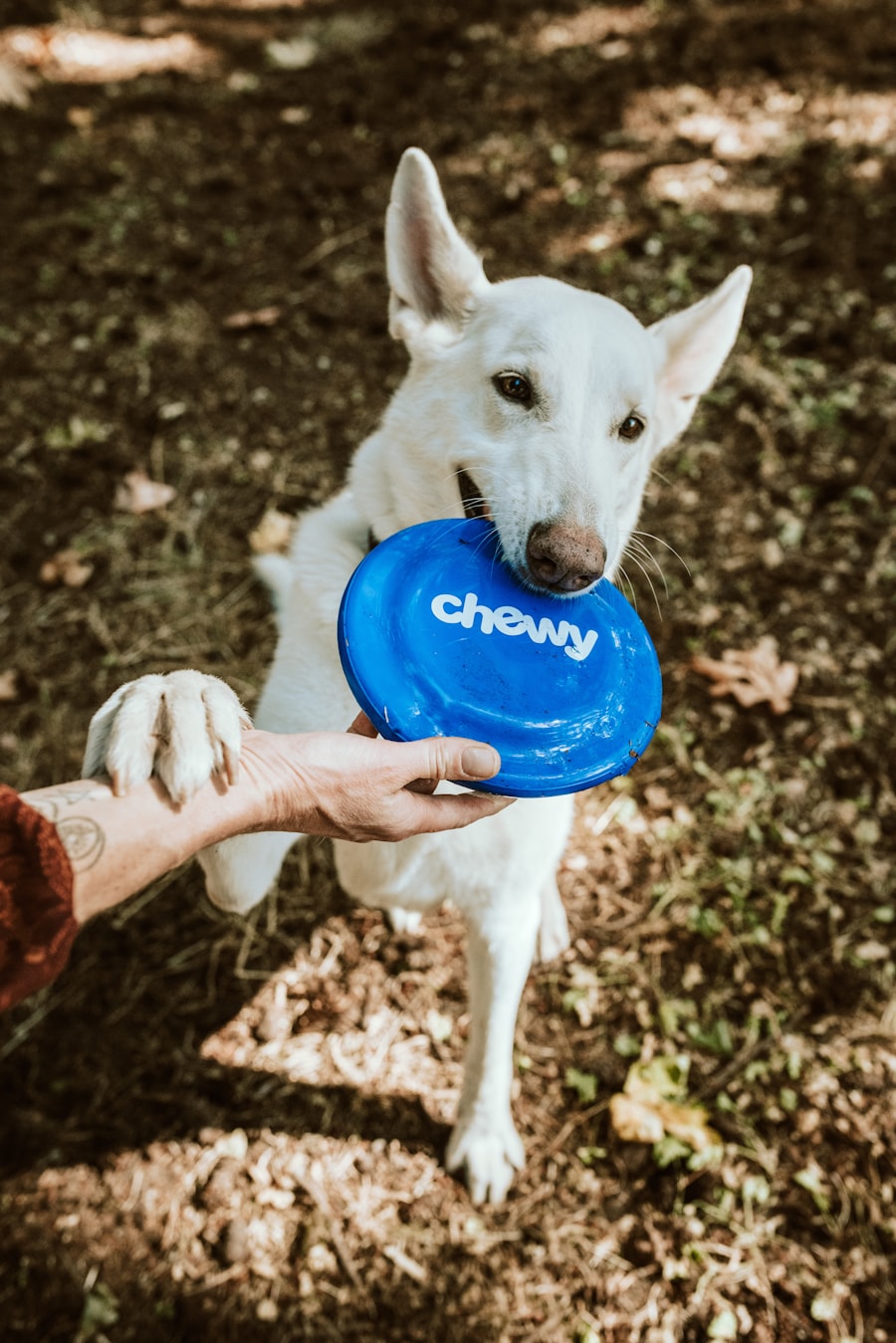 Best Pet Dryer Brush for After-Bath Grooming